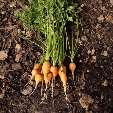 Graines Potagères de Carotte Mercado de Paris 3 - Plantes potagères