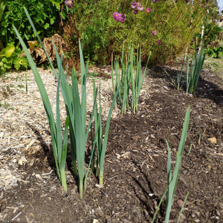 Poireau perpétuel - plant en godet