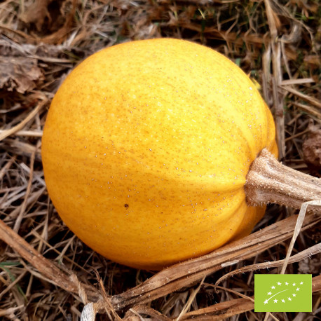 Courge Melonnette jaspée de Vendée bio