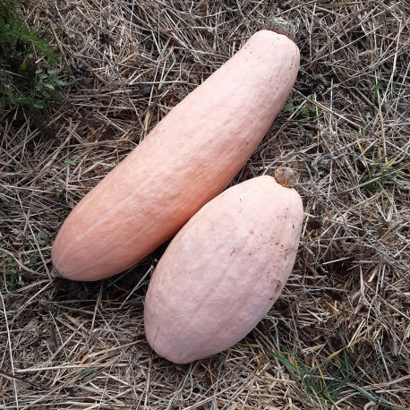 Courge Pink Banana Jumbo 