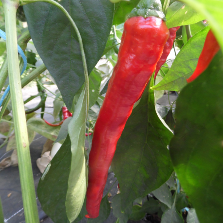 Piment piquant d'Algérie Piment piquant d'Algérie