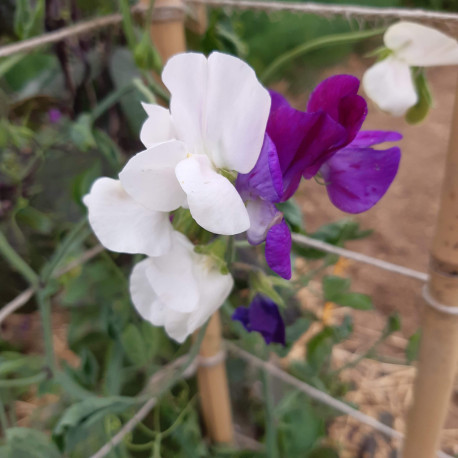 Nos graines de fleurs Achillée millefeuille - La Bonne Graine