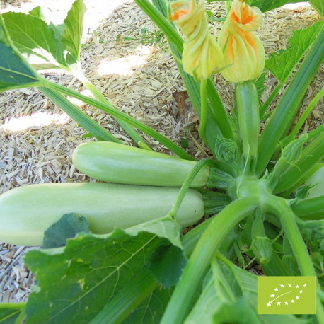 Courgette Blanche de Trieste Bio