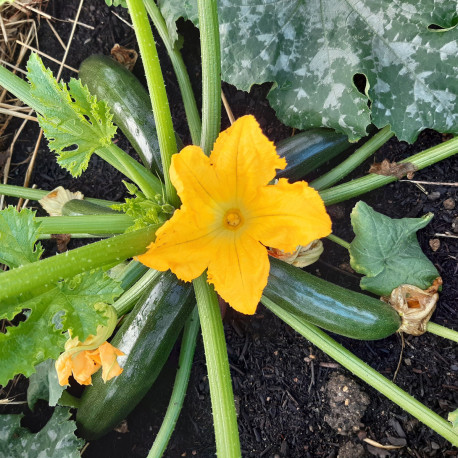 Courgette Cora F1