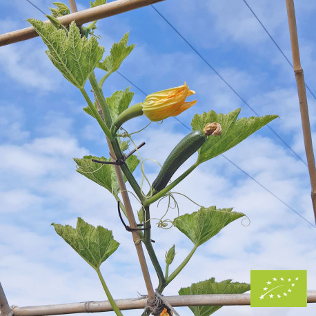 Courgette Ola Escaladora Bio