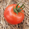 Tomate Paoline F1 