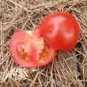 Tomate Paoline F1 