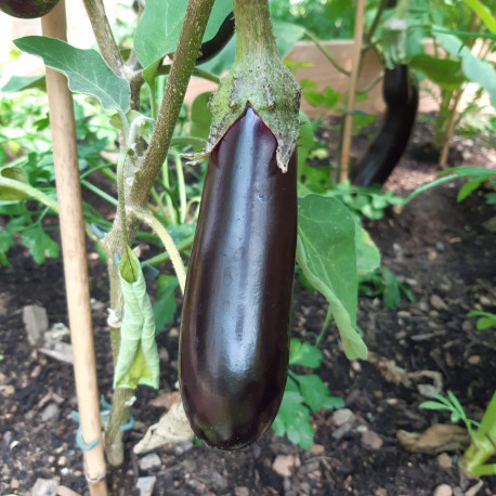 Aubergine Fabina F1