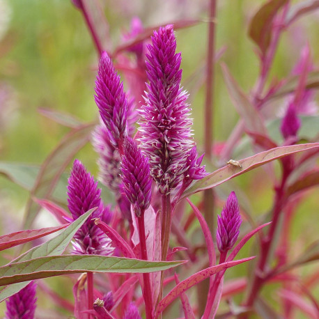 Celosia 'Fan Dance Purple'