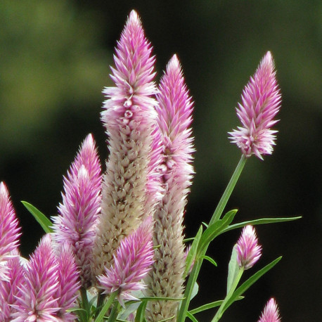 Celosia Flamingo plume