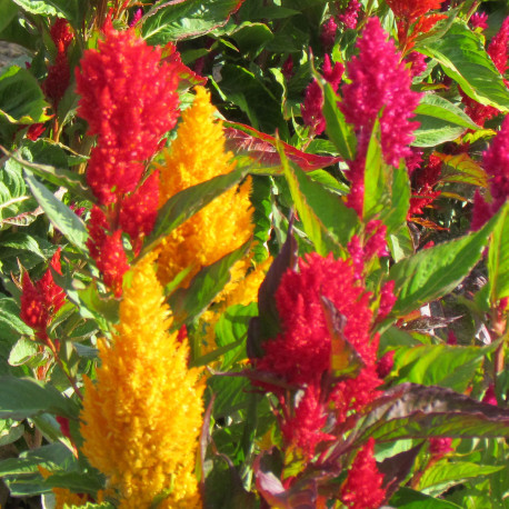 Celosia Royal nain en mélange