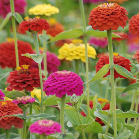 Zinnia 'Forecast Mix'