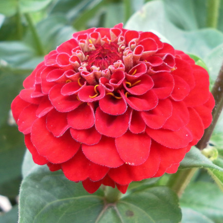 Zinnia Scarlet Gem