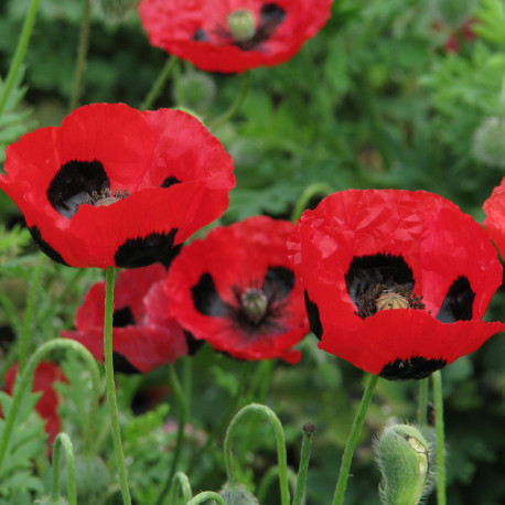 Coquelicot coccinelle 