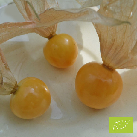 Physalis pubescent Aunt Molly Bio