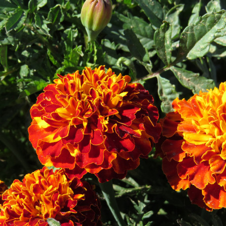 Tagetes (oeillet d'Inde) Royal Panther 