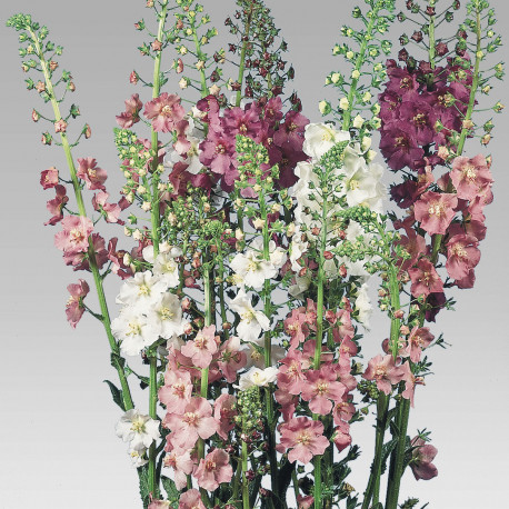 Verbascum en mélange