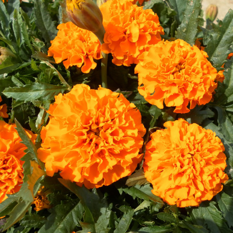 Tagetes (oeillet d'Inde) Mandarine Royale