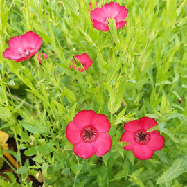 Lin à grande fleur rouge