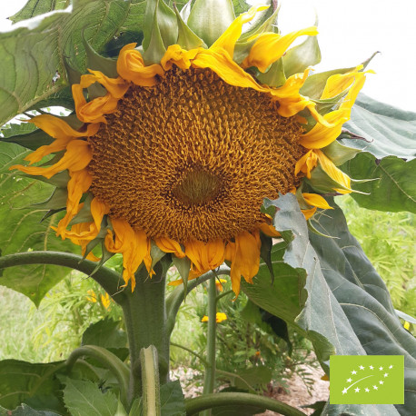 Helianthus (tournesol) 'Sunspot' Bio