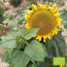Helianthus (tournesol) 'Sunspot' Bio