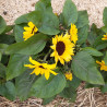 Helianthus (tournesol) 'Sunray Yellow' F1