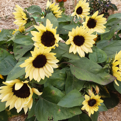 Helianthus (tournesol) 'Sunray Yellow' F1