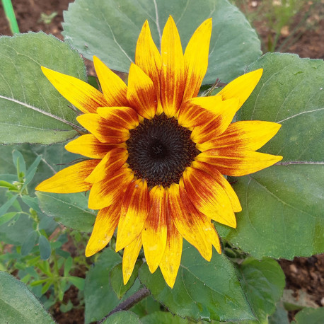 Helianthus (tournesol) Tiger Eye