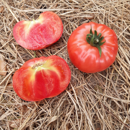 Tomate BuffaloPink F1