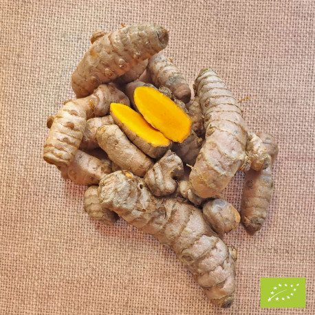 Plant de curcuma bio - La Bonne Graine