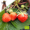 Plant de fraisier bio Allegro (racines nues)