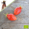 Plant de fraisier Bio Ciflorette (racines nues)