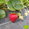 Plant de fraisier Bio Cijosée (racines nues)