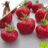 Plant de fraisier Bio Favette  (racines nues)