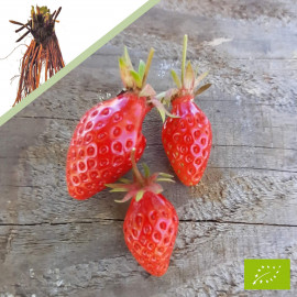 Plant de fraisier Bio Gariguette (racines nues)