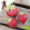 Plant de fraisier Bio Mara des Bois (racines nues)
