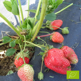 Plant de fraisier Bio Maestro  (godet)