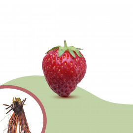 Plant de fraisier Anabelle (racines nues)