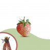 Plant de fraisier Anablanca (racines nues)