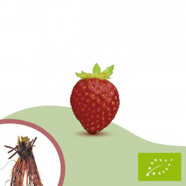 Plant de fraisier Bio Madame Moutot  (racines nues)