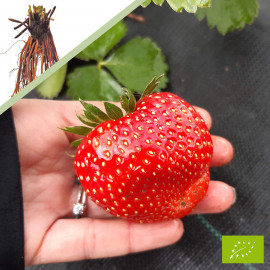 Plant de fraisier Bio Verdi (racines nues)