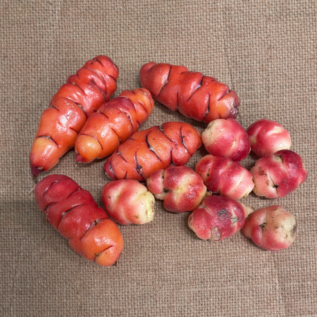 Oca du Pérou