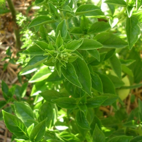 Basilic Fin vert