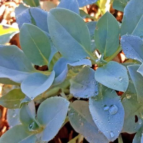 Mertensia maritima BIO - Plante à huître BIO