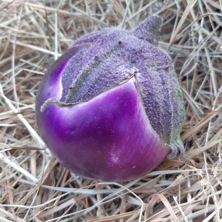 Aubergine Beatrice F1