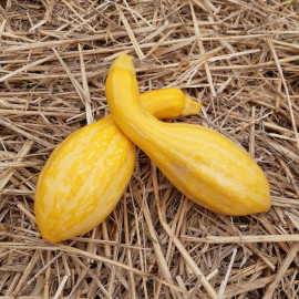 Courgette Tempest F1