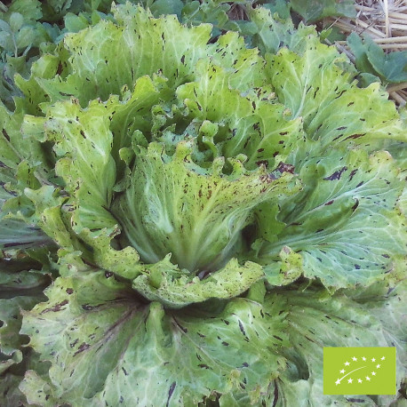 Chicorée Variegata di Castelfranco Bio