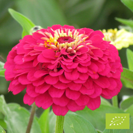 Zinnia 'Meteor' Bio