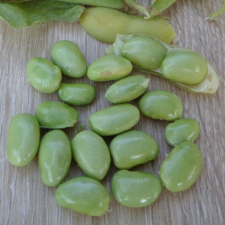 Soja Dame Hanae (edamame)