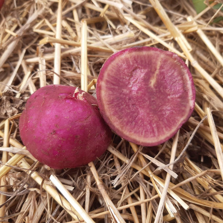 SAKURA BIO - Patate Douce en godet pré-poussé